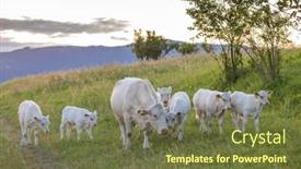  Presentation with region - Slide deck having white-cows-region-spis-slovakia background and a tawny brown colored foreground