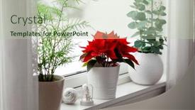  Presentation with christmas red - PPT theme enhanced with white-cozy-window-arrangement-winter background and a mint green colored foreground