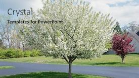  Presentation with springtime - Theme featuring white-crabapple-tree-in-full background and a light gray colored foreground