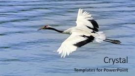  Presentation with crane - Cool new slides with white crane backdrop and a light blue colored foreground