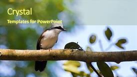  Presentation with black white tree - PPT theme featuring white crested laughingthrush bird background and a tawny brown colored foreground