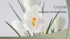  Presentation with snowdrop - Presentation enhanced with white-crocus-snowdrop-flower background and a light gray colored foreground