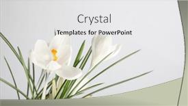  Presentation with snowdrop - Slide deck consisting of white-crocus-snowdrop-flower background and a white colored foreground