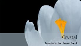  Presentation with pollen - 