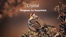  Presentation with sparrow - PPT theme with white-crowned-sparrow background and a tawny brown colored foreground