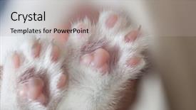  Presentation with paw print - Presentation theme enhanced with white cuddle paw pads background and a light gray colored foreground