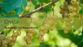  Presentation with currant - Theme featuring white-currant-berries background and a gold colored foreground