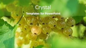  Presentation with currant - Theme with white-currant-berries background and a shamrock green colored foreground
