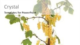  Presentation with currant - 