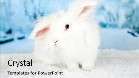  Presentation with white wine and red - Cool new slide deck with white cute rabbit on winter backdrop and a  colored foreground