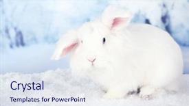  Presentation with white wine and red - Slide set consisting of white cute rabbit on winter background and a  colored foreground