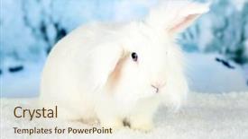  Presentation with rabbit - Slides having white cute rabbit on winter background and a  colored foreground