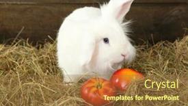  Presentation with rabbit - Slide deck enhanced with white cute rabbit with apples on hay background and a tawny brown colored foreground
