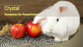  Presentation with rabbit - Slide deck having white cute rabbit with apples on hay background and a tawny brown colored foreground