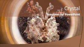  Presentation with octopus - Cool new PPT theme with white-cuttlefish-similar backdrop and a tawny brown colored foreground