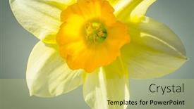  Presentation with daffodil - Presentation theme featuring white-daffodil-flower background and a yellow colored foreground