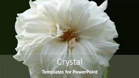  Presentation with dahlia - 