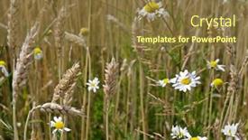  Presentation with wheat - Colorful PPT layouts enhanced with white-daisies-and-wheat-field backdrop and a tawny brown colored foreground