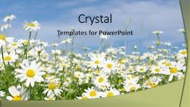 Presentation with blue white and yellow - Cool new presentation theme with white daisies on blue sky backdrop and a light blue colored foreground