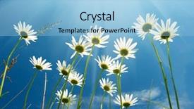  Presentation with sky blue - Theme with white daisies on blue sky background and a light blue colored foreground