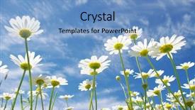  Presentation with blue sky - Slide set consisting of white daisies on blue sky background and a teal colored foreground