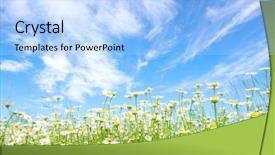  Presentation with sky blue - Slides with white daisies on blue sky background and a light blue colored foreground