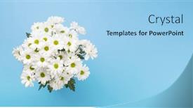  Presentation with daisy - Theme featuring white-daisy-flowers-bouquet-flat background and a light blue colored foreground