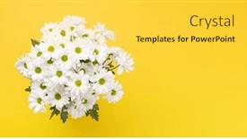  Presentation with daisy - Slides enhanced with white-daisy-flowers-bouquet-flat background and a yellow colored foreground