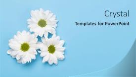  Presentation with daisy - Presentation theme having white-daisy-flowers-flat-lay background and a light blue colored foreground