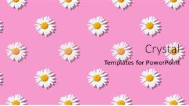  Presentation with pink flowers - Presentation theme having white-daisy-flowers-on-pink background and a lemonade colored foreground