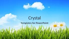  Presentation with daisy - Slide deck having white daisy in grass background and a arctic colored foreground