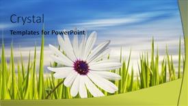  Presentation with daisy - 