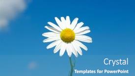  Presentation with daisy - 