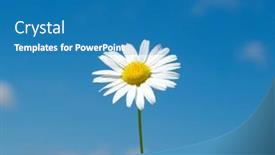  Presentation with daisy - 