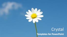  Presentation with daisy - 