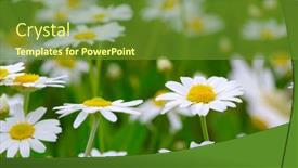  Presentation with daisy - 