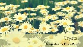  Presentation with daisy - 