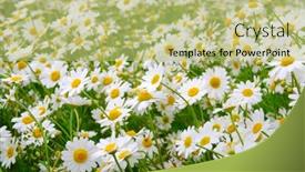  Presentation with daisy - 