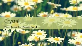  Presentation with daisy - 