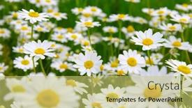  Presentation with daisy - 