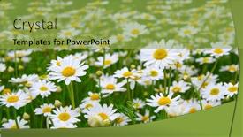  Presentation with daisy - Slides having white-daisy-on-green-field background and a yellow colored foreground