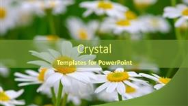  Presentation with daisy - 