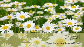  Presentation with daisy - 