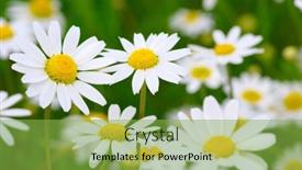  Presentation with daisy - 