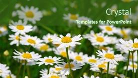  Presentation with daisy - 