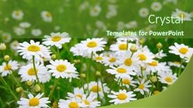  Presentation with daisy - 