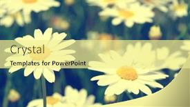  Presentation with daisy - 