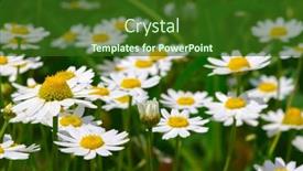  Presentation with daisy - 