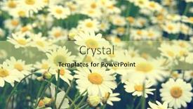  Presentation with daisy - 