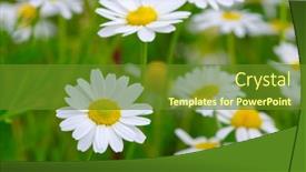  Presentation with daisy - 